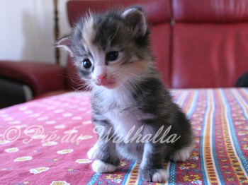 Photo Chaton