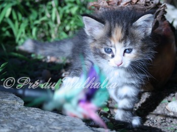 Photo Chaton