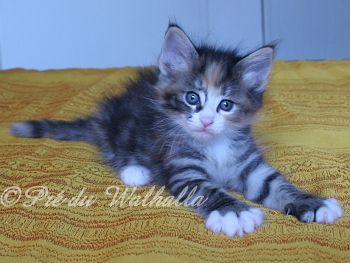 Photo Chaton