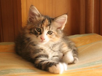 Photo Chaton