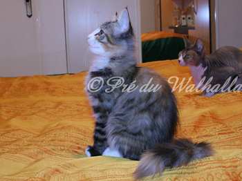 Daramsala Photo Chaton