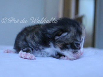 Photo Chaton
