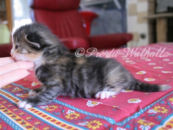 Photo Chaton