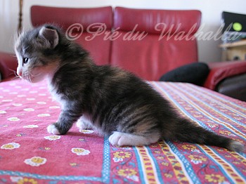 Photo Chaton