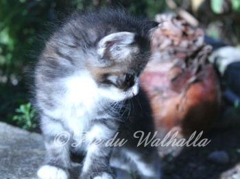Photo Chaton
