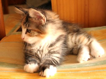 Photo Chaton
