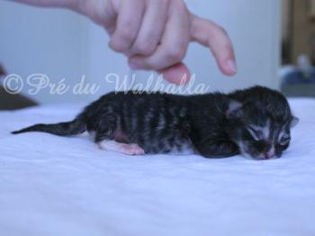 Photo Chaton
