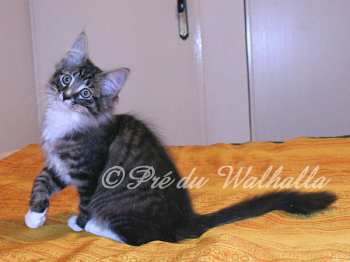 Photo Chaton