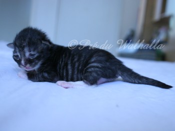 Photo Chaton