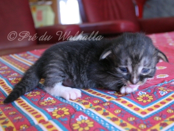 Photo Chaton