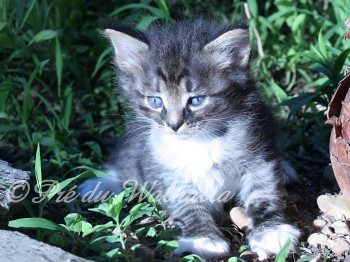Photo Chaton