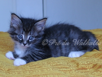 Photo Chaton