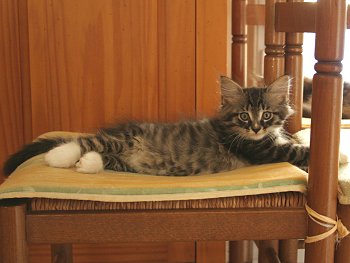 Photo Chaton