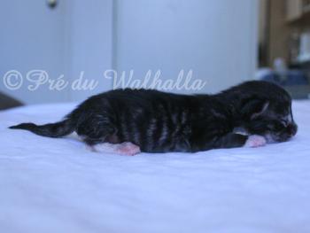 Photo Chaton