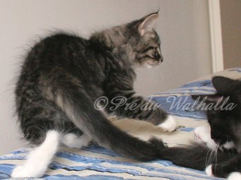 Photo Chaton