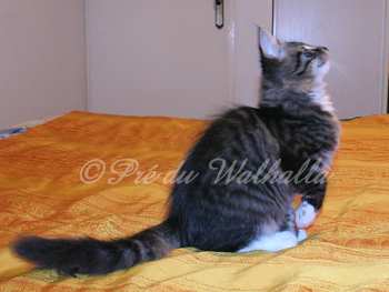 Dzum Photo Chaton