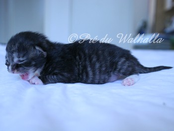 Photo Chaton