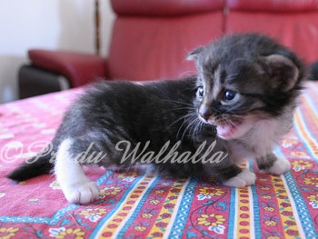 Photo Chaton