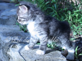 Photo Chaton