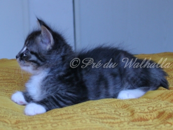 Photo Chaton
