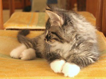 Photo Chaton