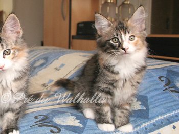 Photo Chaton