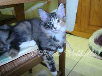 Photo Chaton