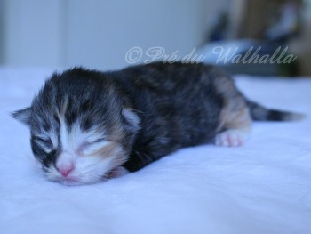 Photo Chaton