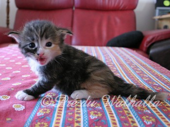 Photo Chaton