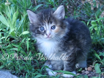Photo Chaton