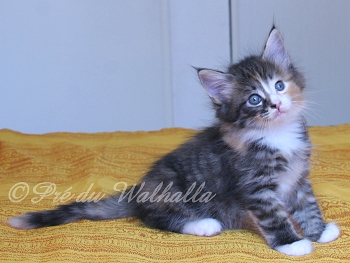 Photo Chaton