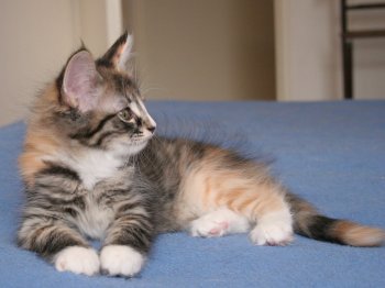 Photo Chaton