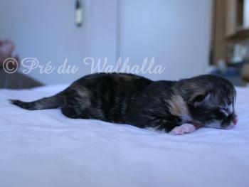 Photo Chaton