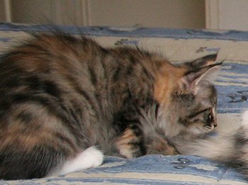 Photo Chaton