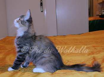 Dana Photo Chaton