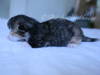 Photo Chaton