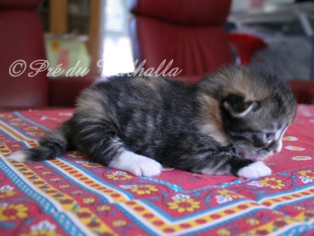 Photo Chaton