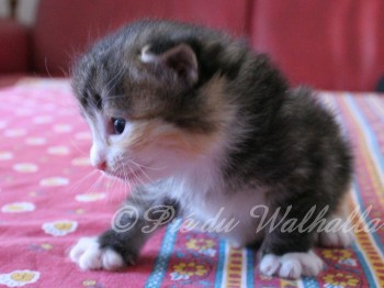 Photo Chaton