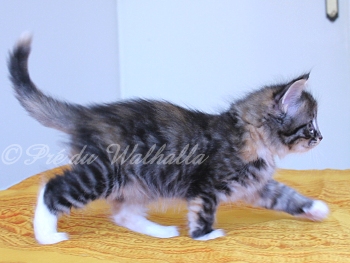 Photo Chaton