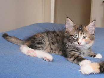 Photo Chaton