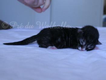Photo Chaton
