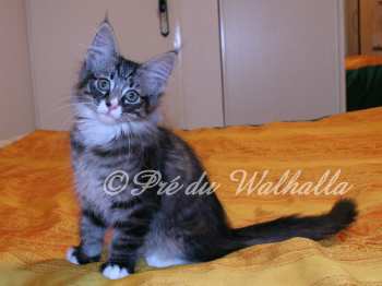 Photo Chaton