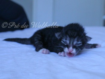 Photo Chaton