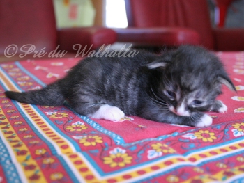 Photo Chaton