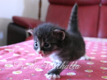 Photo Chaton