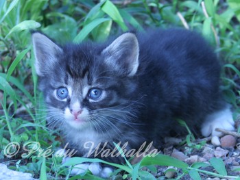 Photo Chaton