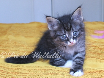 Photo Chaton