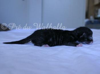 Photo Chaton