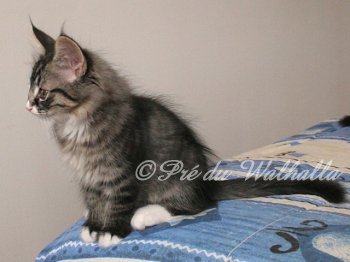 Photo Chaton