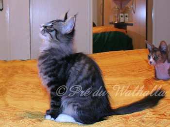 Djinpa Photo Chaton